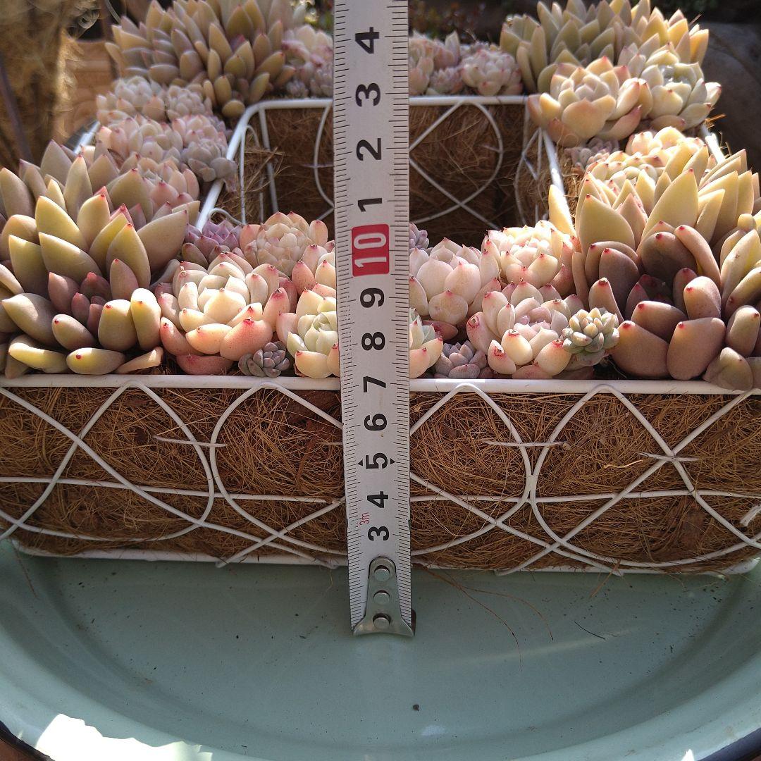多肉植物寄せ植え　そのまま飾れる寄せ植え　スクエア型リース寄せ　匿名発送
