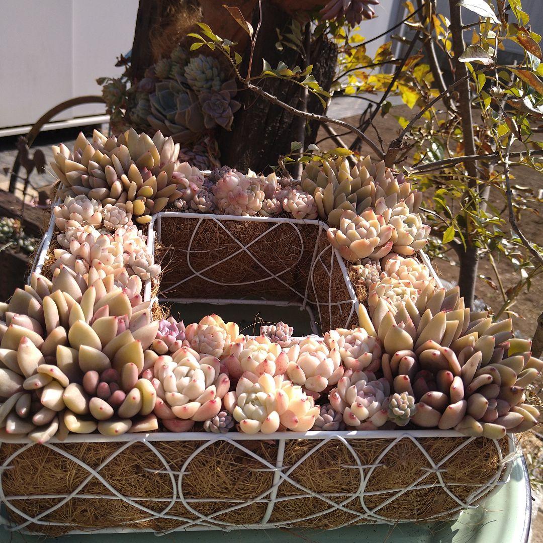 多肉植物寄せ植え　そのまま飾れる寄せ植え　スクエア型リース寄せ　匿名発送