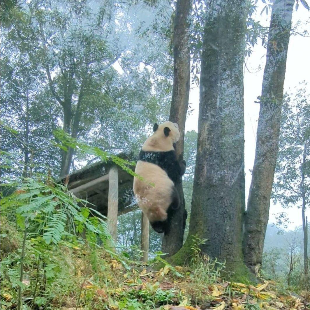 ２歳シャン♡ハロウィンコスチューム♡天使のハート♡のピンクおばけシャン♡