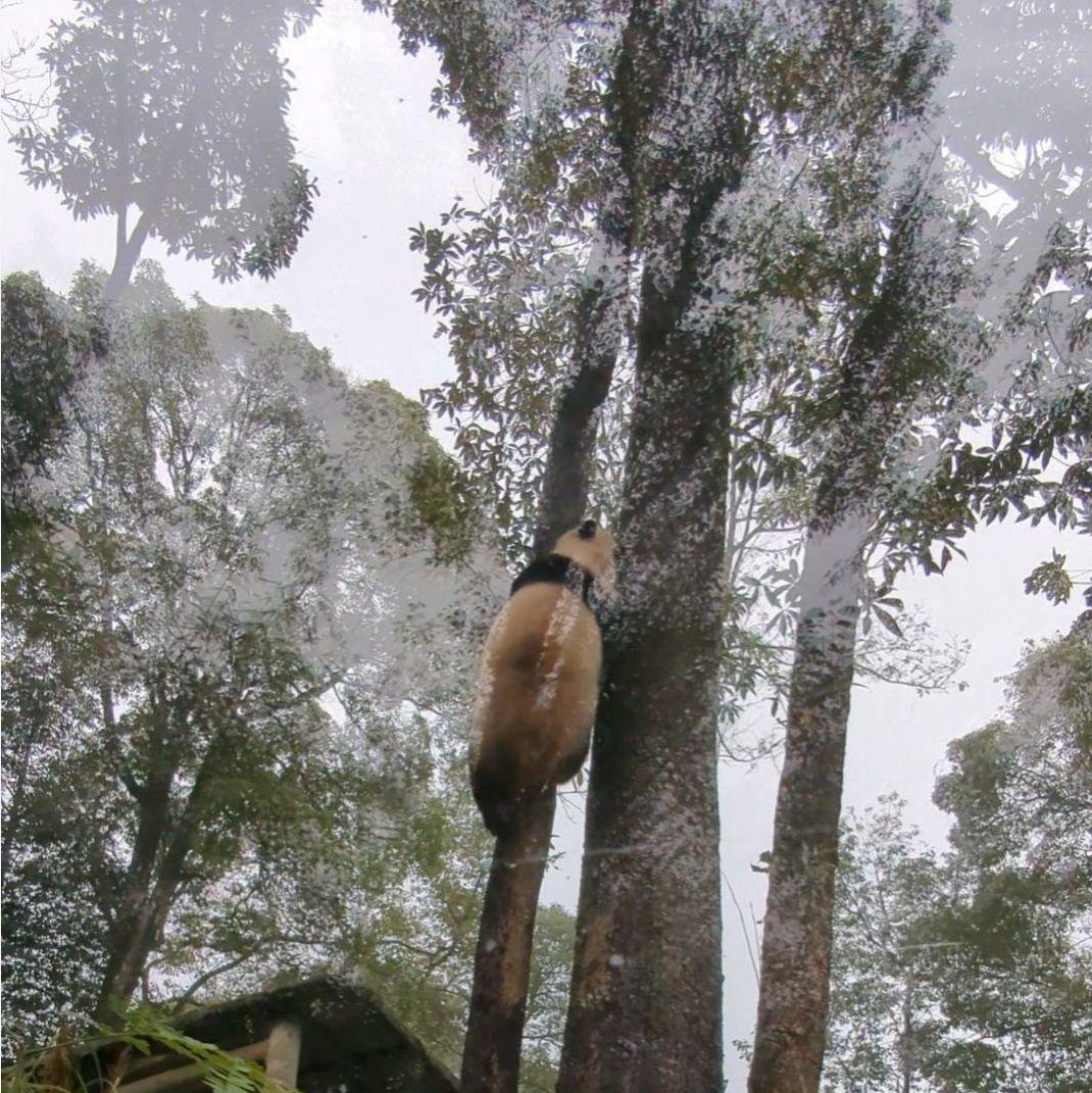 ２歳シャン♡ハロウィンコスチューム♡天使のハート♡のピンクおばけシャン♡
