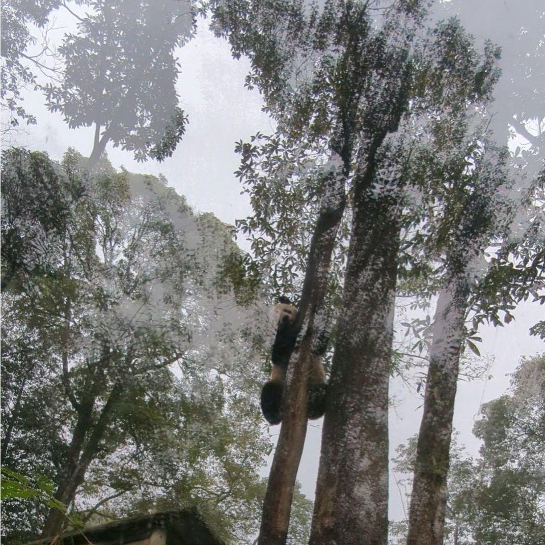 ２歳シャン♡ハロウィンコスチューム♡天使のハート♡のピンクおばけシャン♡