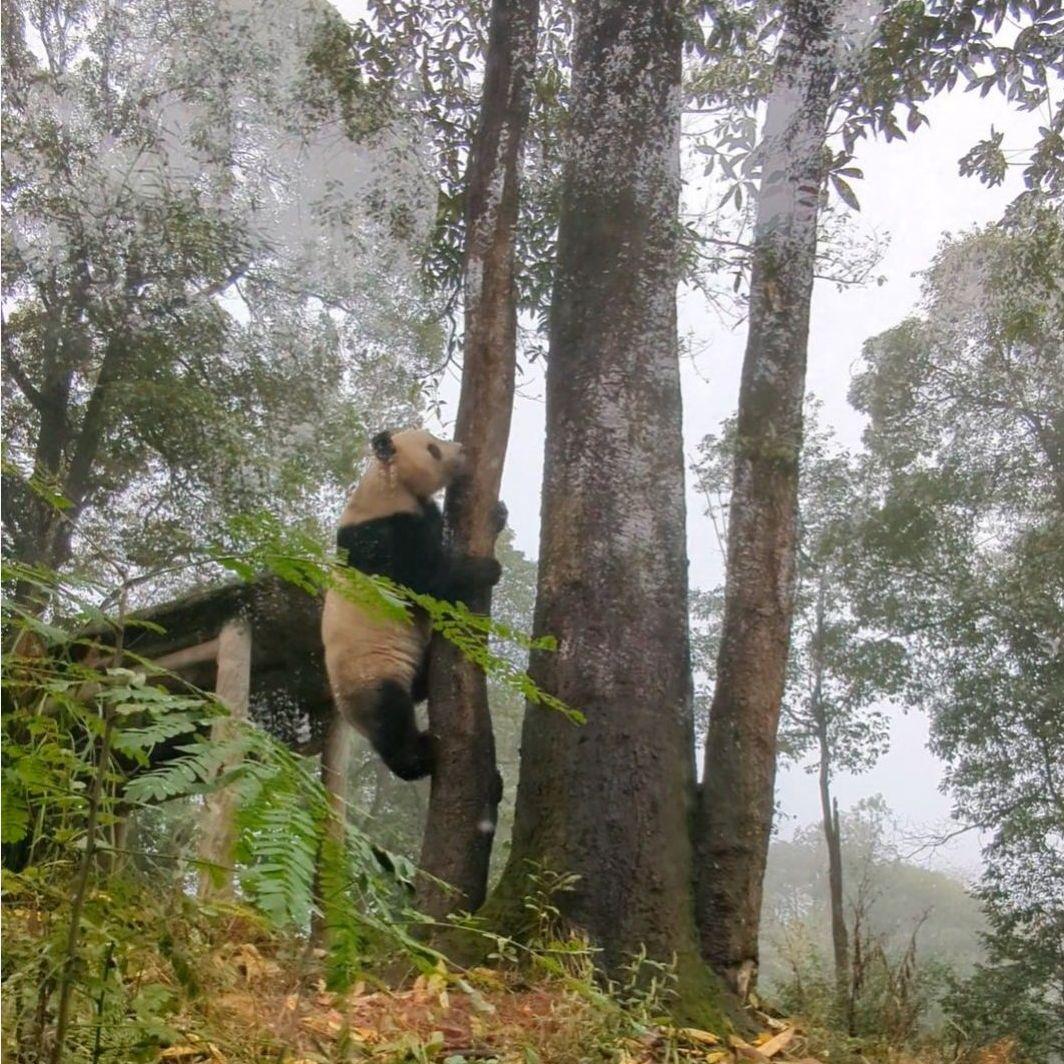 ２歳シャン♡ハロウィンコスチューム♡天使のハート♡のピンクおばけシャン♡