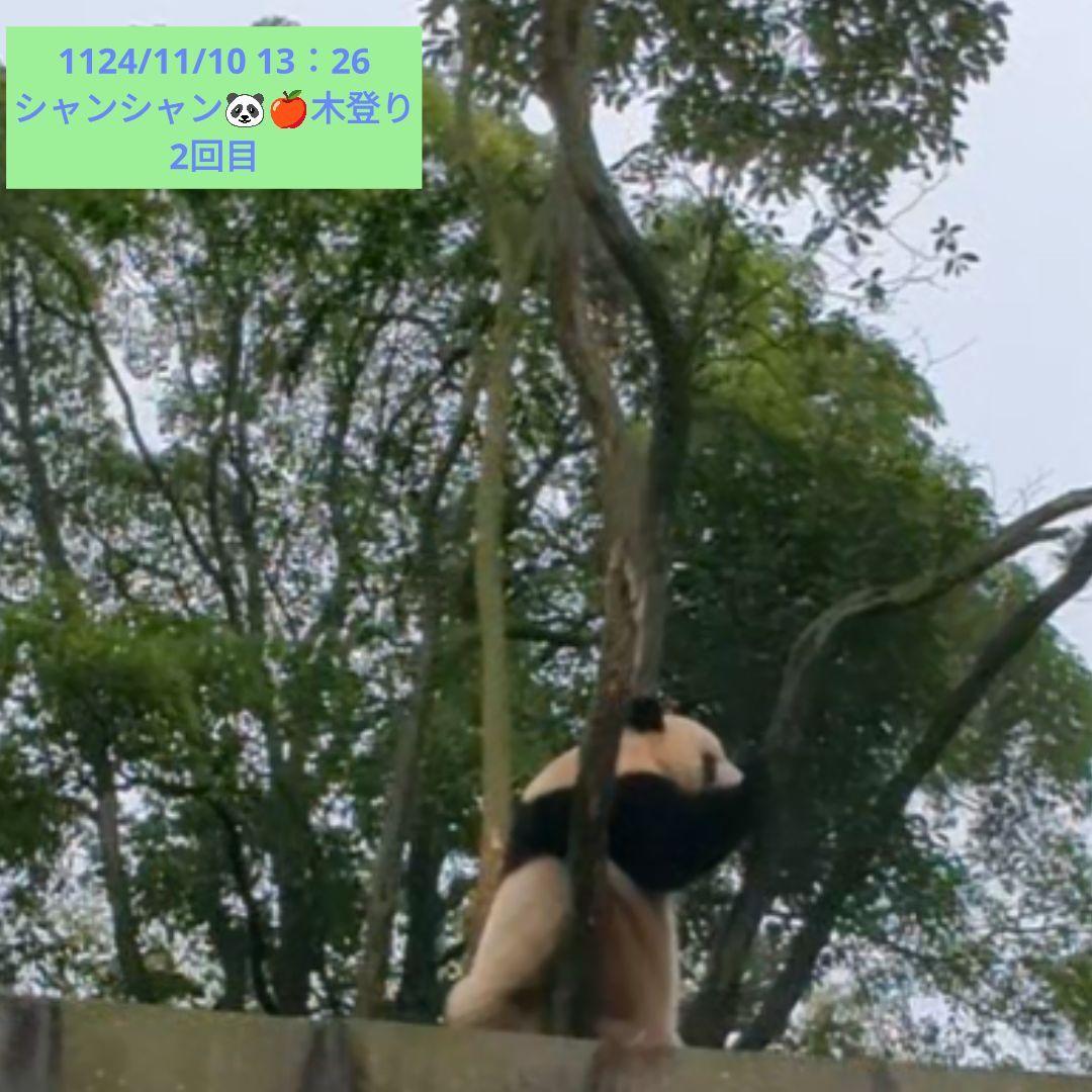 ２歳シャン♡ハロウィンコスチューム♡天使のハート♡のピンクおばけシャン♡