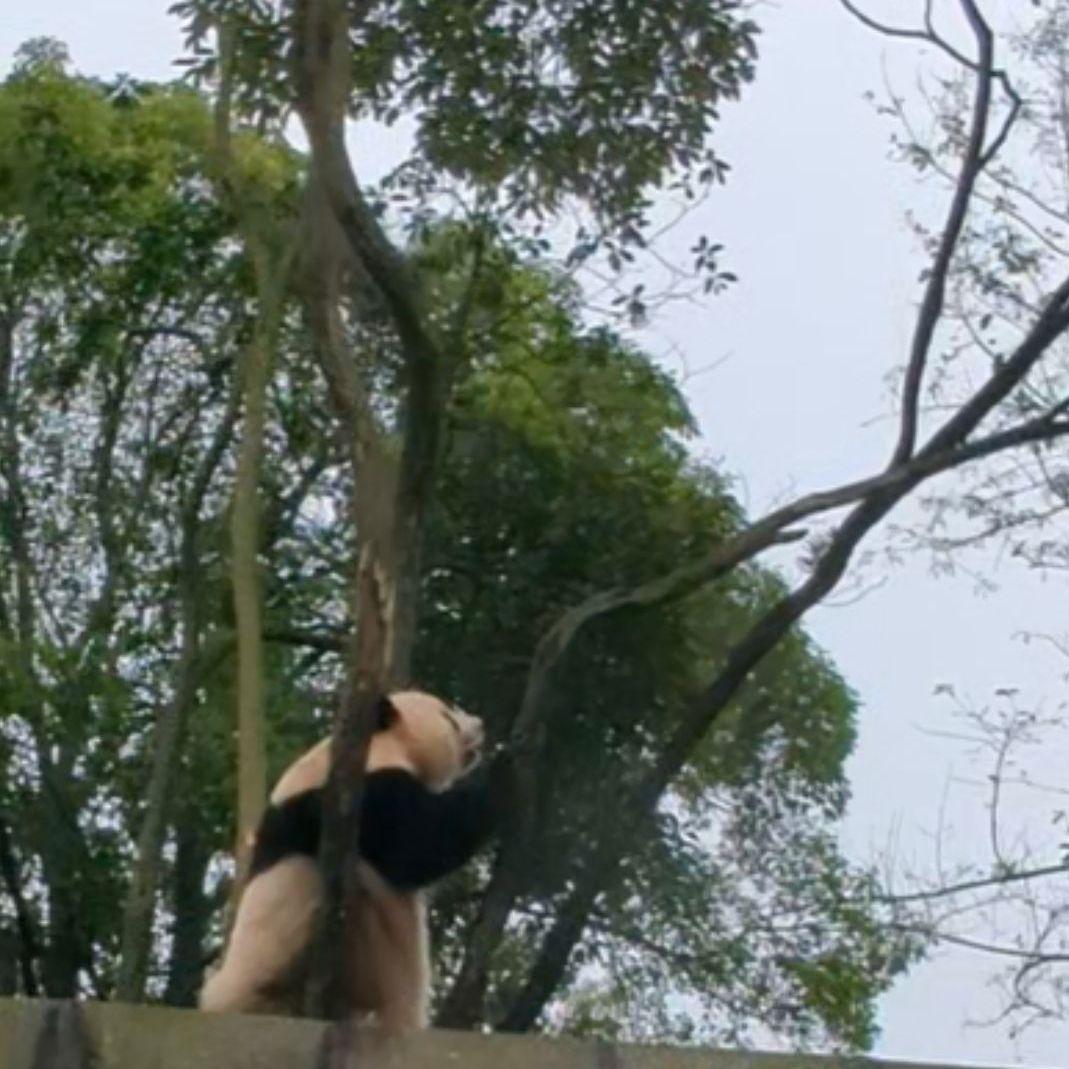 ２歳シャン♡ハロウィンコスチューム♡天使のハート♡のピンクおばけシャン♡