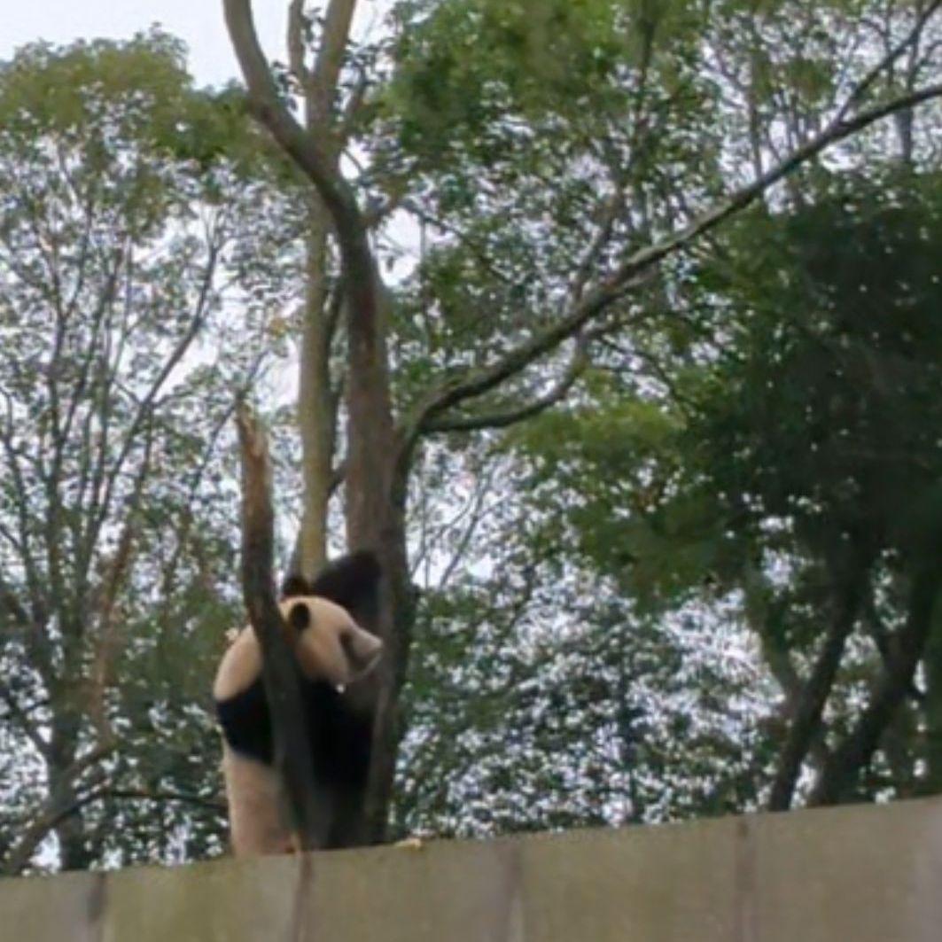 ２歳シャン♡ハロウィンコスチューム♡天使のハート♡のピンクおばけシャン♡