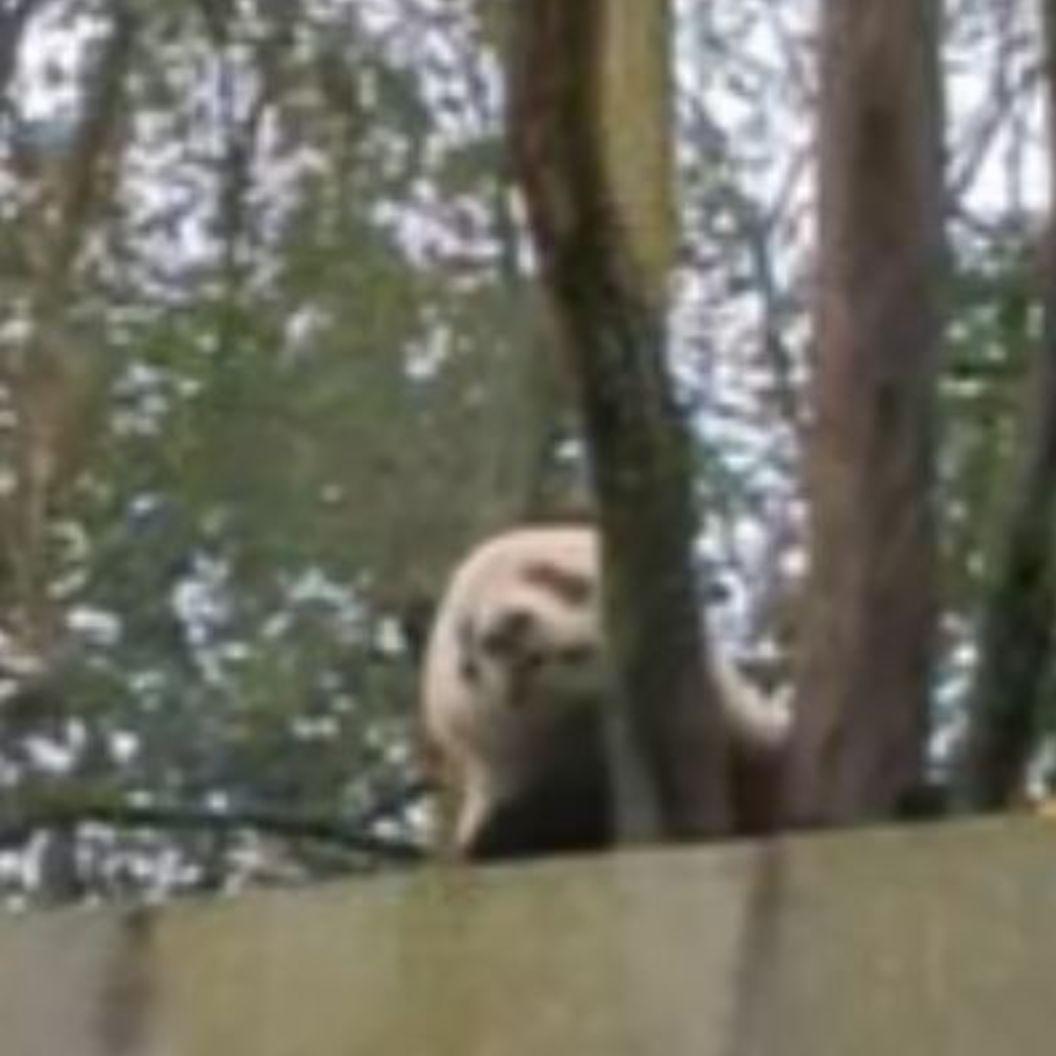 ２歳シャン♡ハロウィンコスチューム♡天使のハート♡のピンクおばけシャン♡