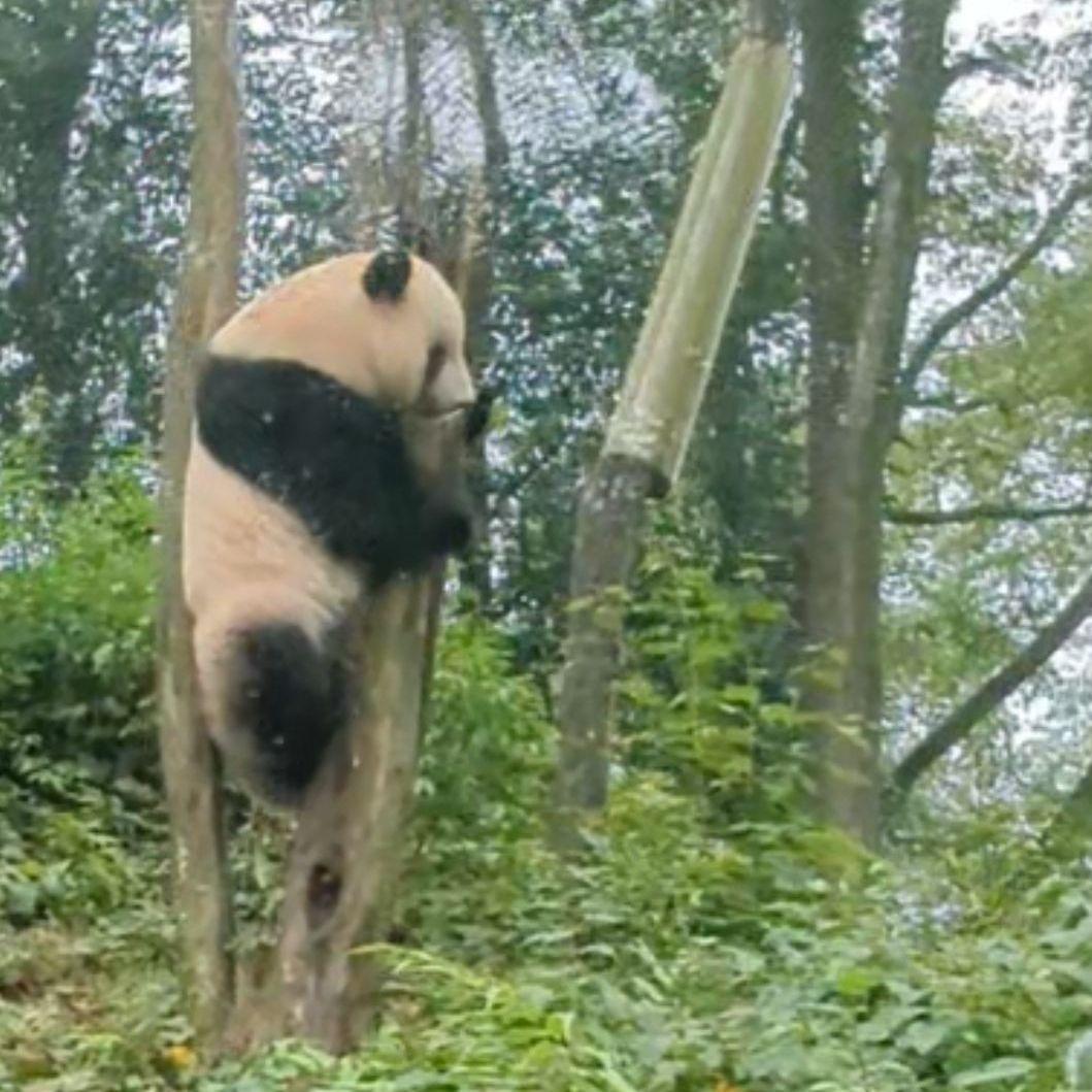 ２歳シャン♡ハロウィンコスチューム♡天使のハート♡のピンクおばけシャン♡