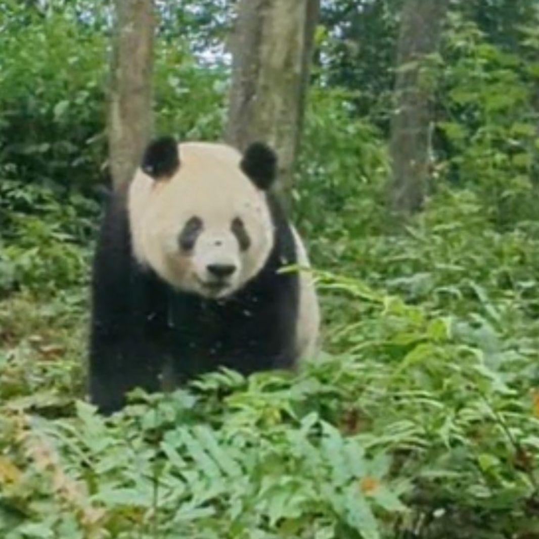 ２歳シャン♡ハロウィンコスチューム♡天使のハート♡のピンクおばけシャン♡