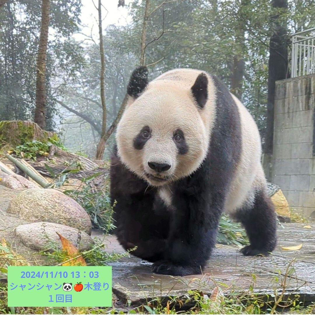 ２歳シャン♡ハロウィンコスチューム♡天使のハート♡のピンクおばけシャン♡