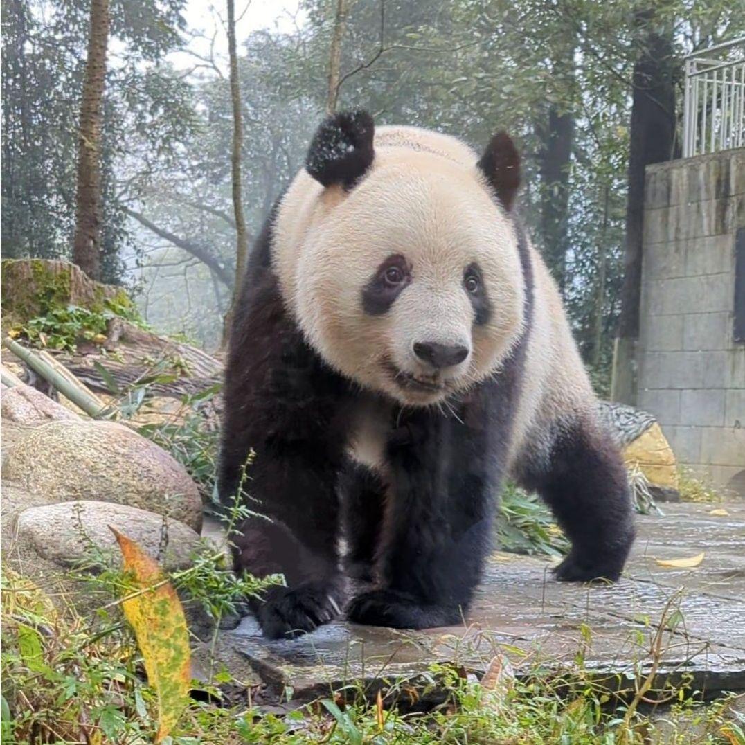 ２歳シャン♡ハロウィンコスチューム♡天使のハート♡のピンクおばけシャン♡