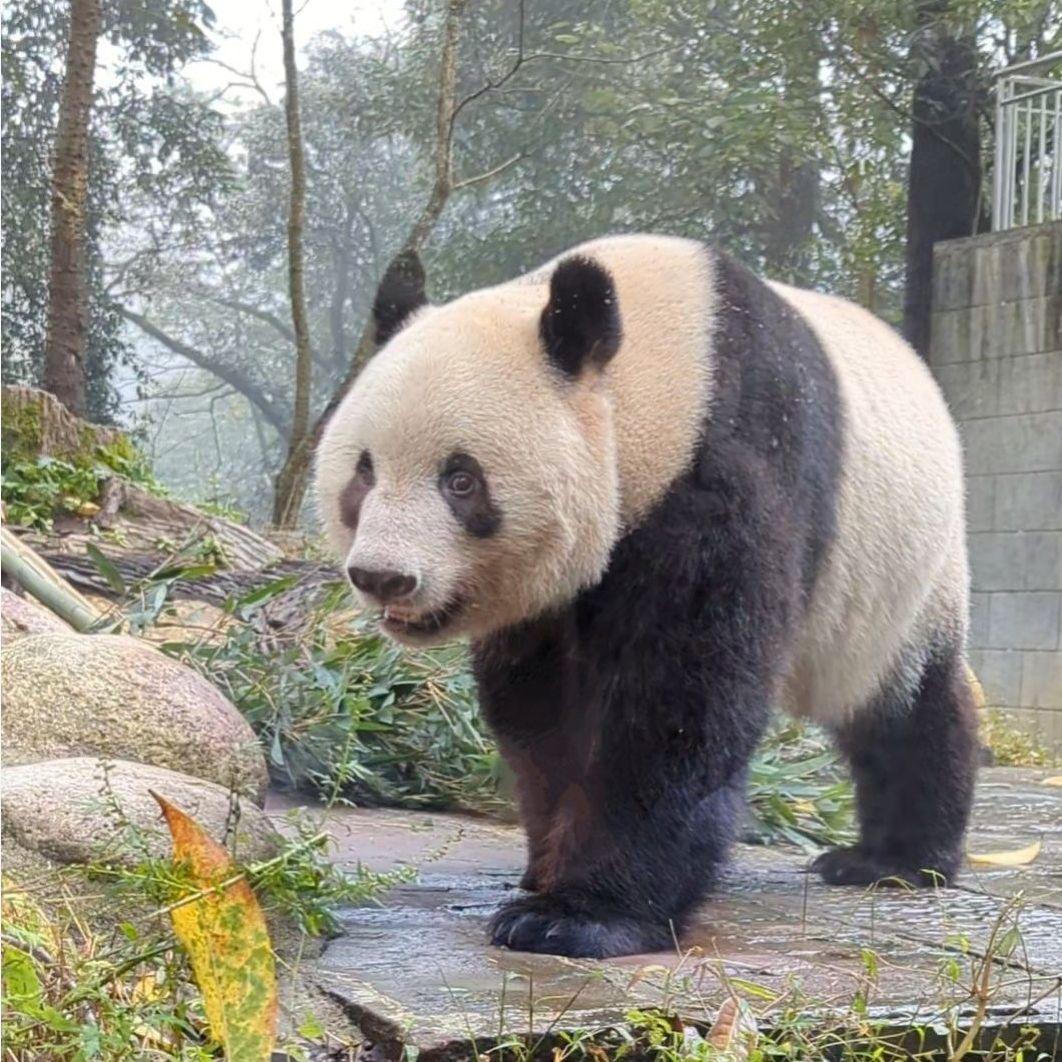 ２歳シャン♡ハロウィンコスチューム♡天使のハート♡のピンクおばけシャン♡