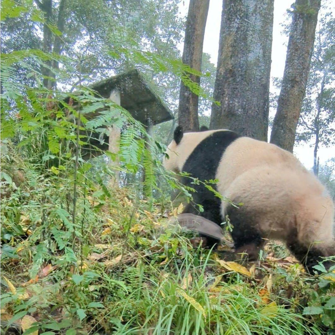 ２歳シャン♡ハロウィンコスチューム♡天使のハート♡のピンクおばけシャン♡