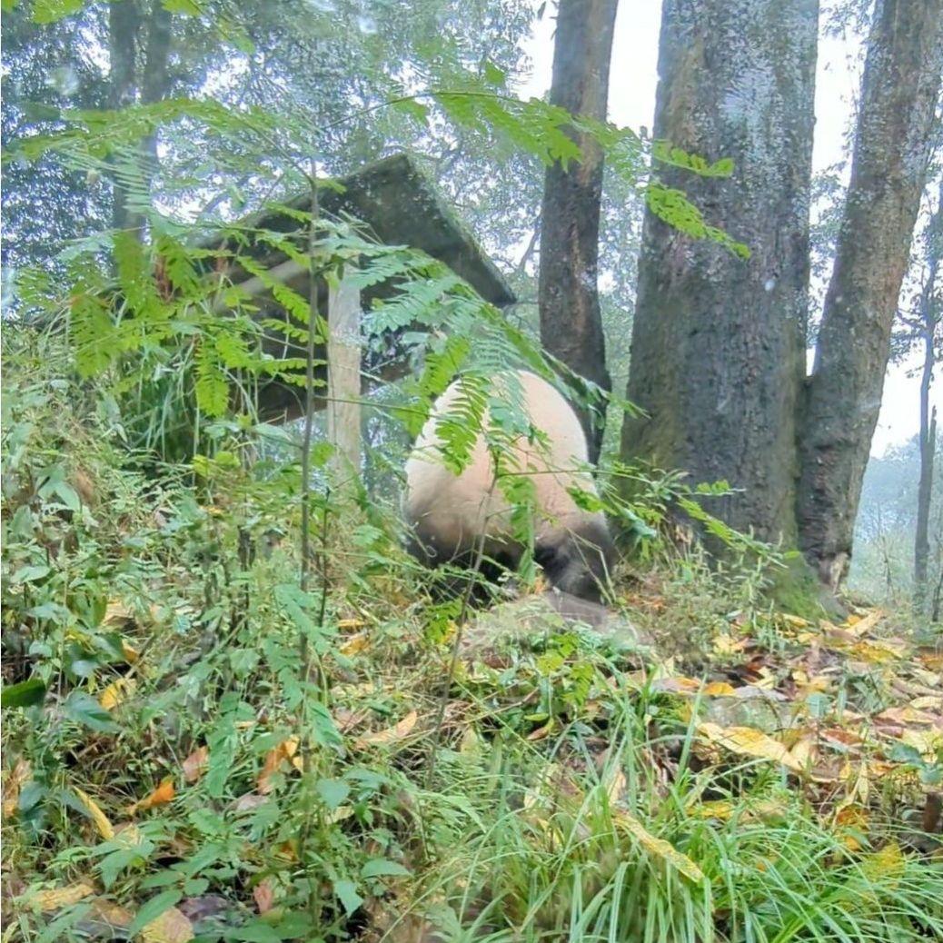 ２歳シャン♡ハロウィンコスチューム♡天使のハート♡のピンクおばけシャン♡
