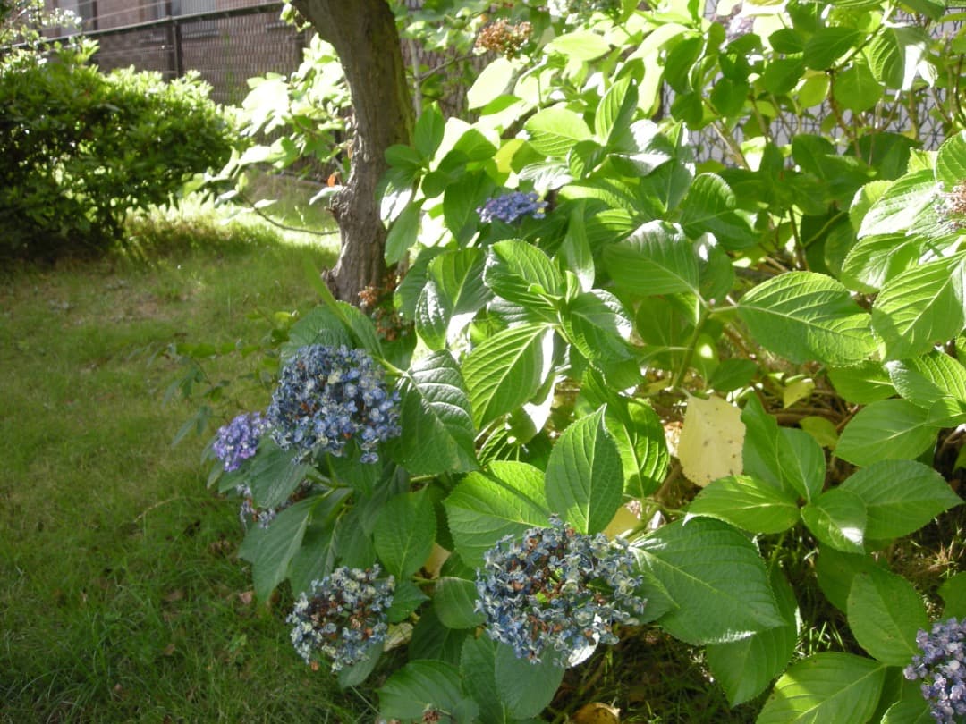 実写美⭕️良品【動作確認済】Nikon COOLPIX S500　グレー