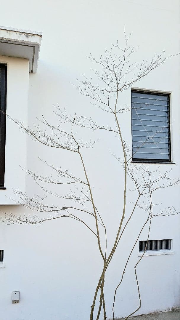 シルエット抜群。山採りドウダンツツジ。