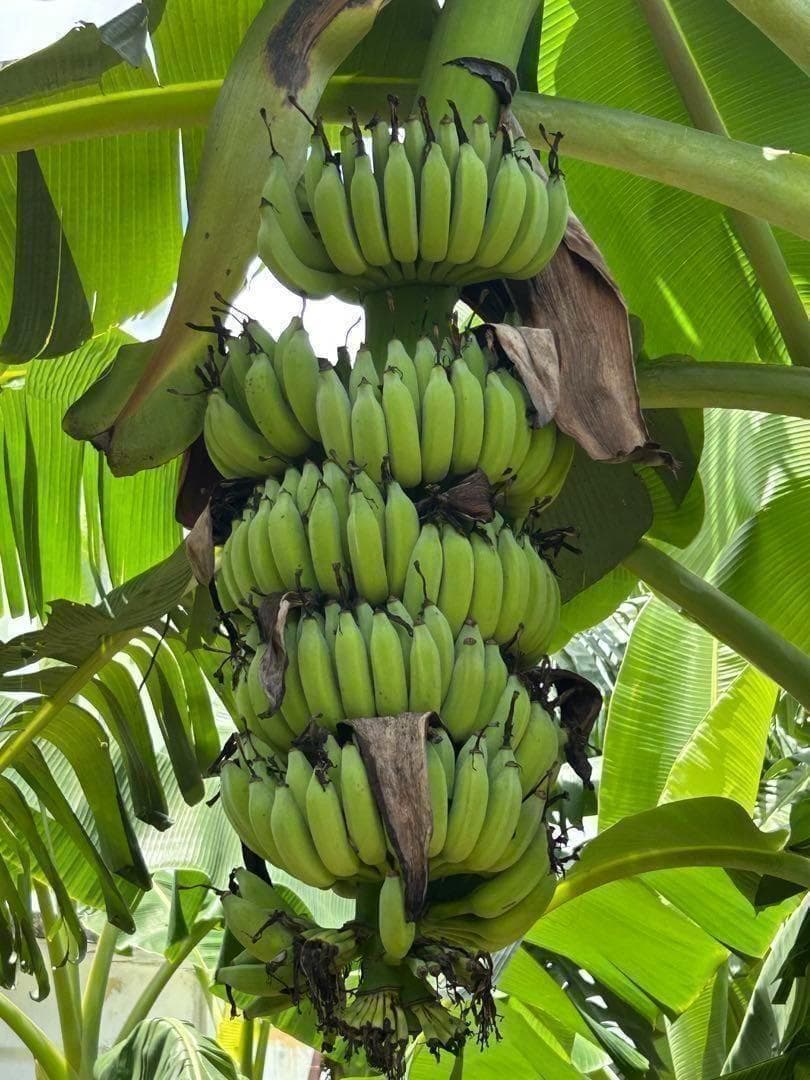 糖度の鬼◆140㎝巨大◆超、ドワーフ＝キングナムワ。バナナ苗◆耐寒強、関東露地