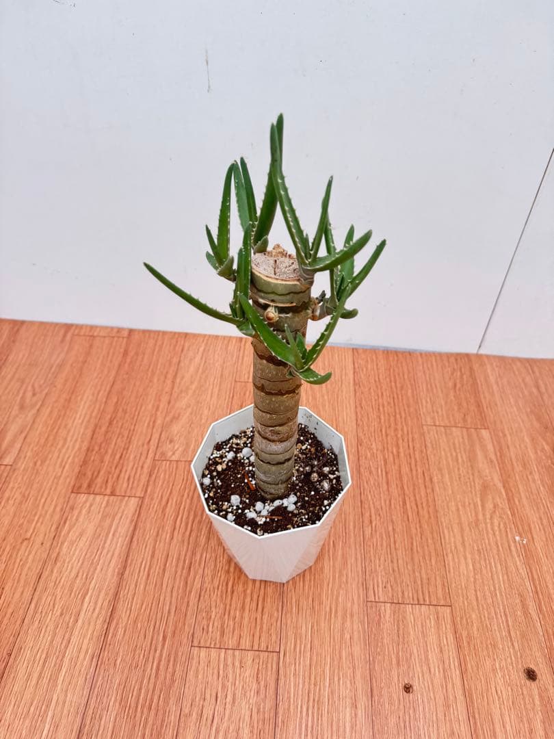 アロエ　メデューサ　1