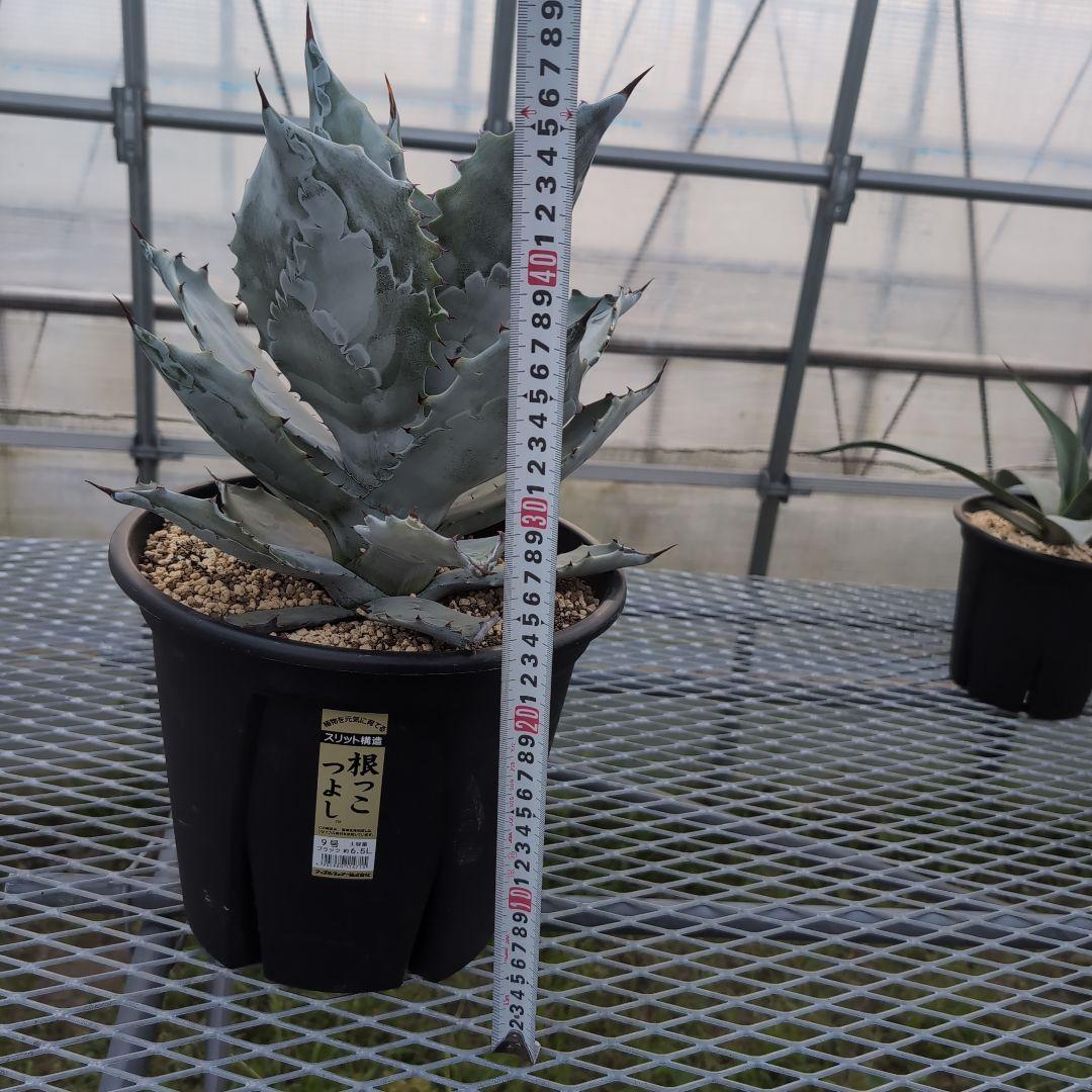 アガベ　コロラータ　大株　鉢ごと発送