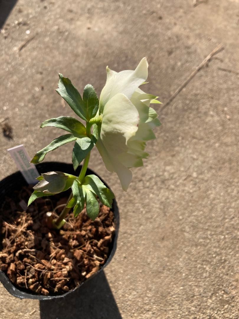 ピエラ開花中　クリスマスローズ　4.5号　ヤマト宅配本州限定関西まで