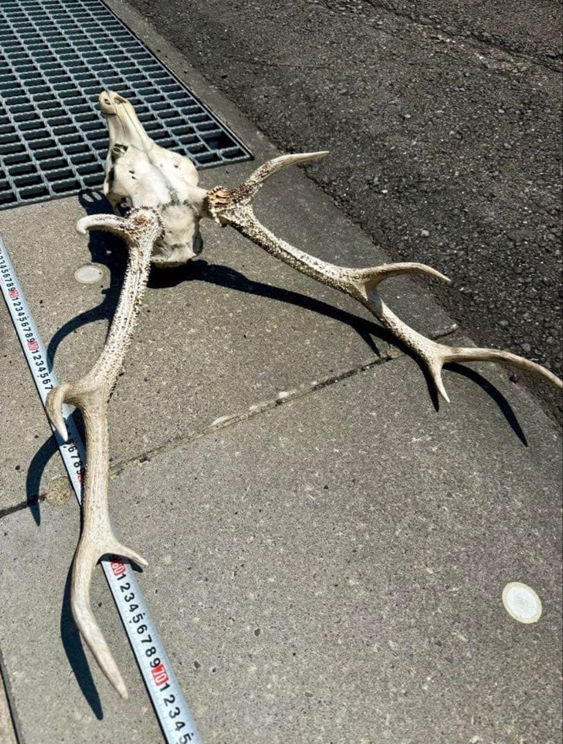 頭蓋骨付き　鹿の角 日本鹿 角 壁掛け 匿名配送