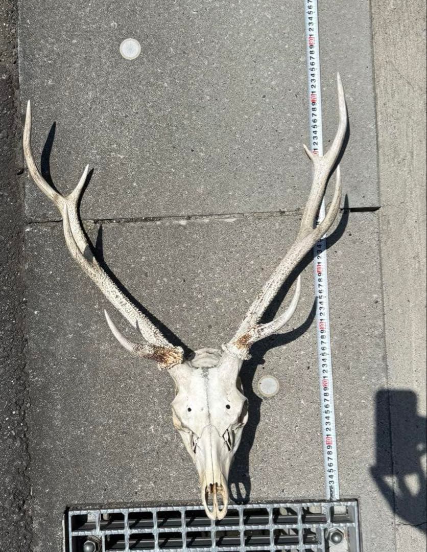 頭蓋骨付き　鹿の角 日本鹿 角 壁掛け 匿名配送