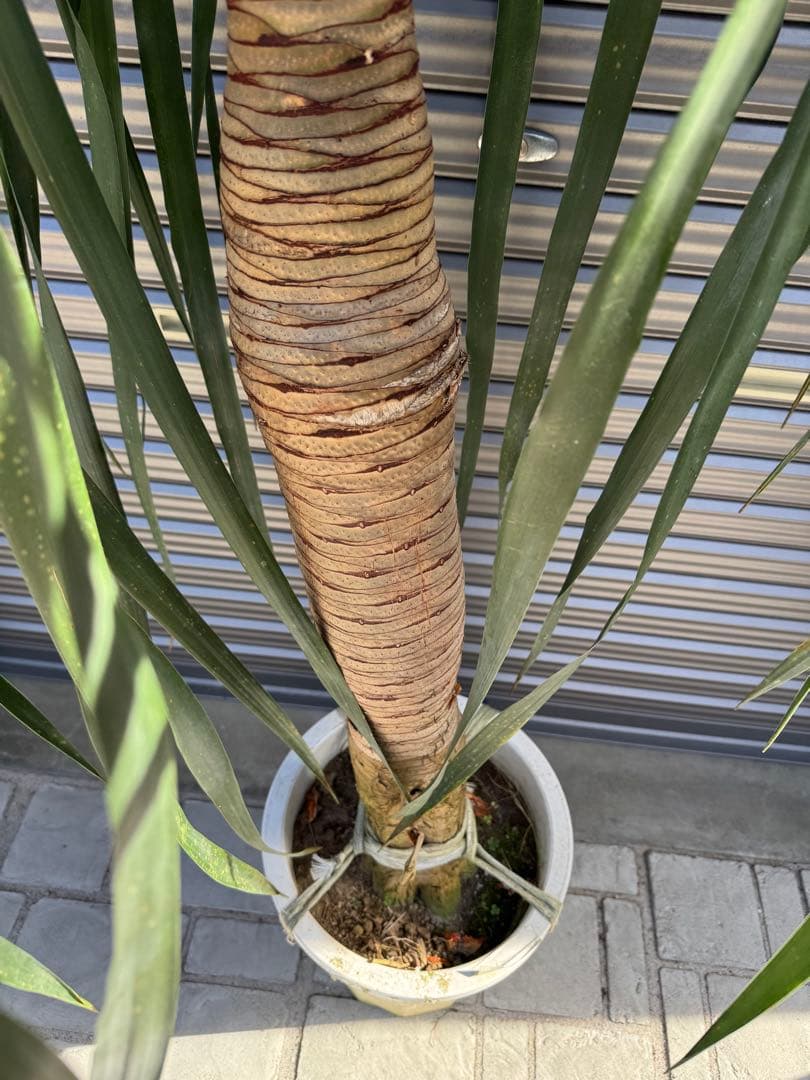 大型　ドラセナ ドラコ　Dracaena draco