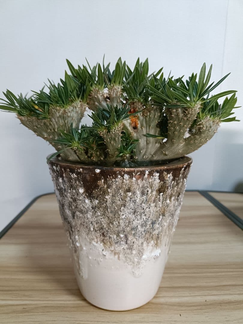 陶器鉢　設楽焼　塊根植物