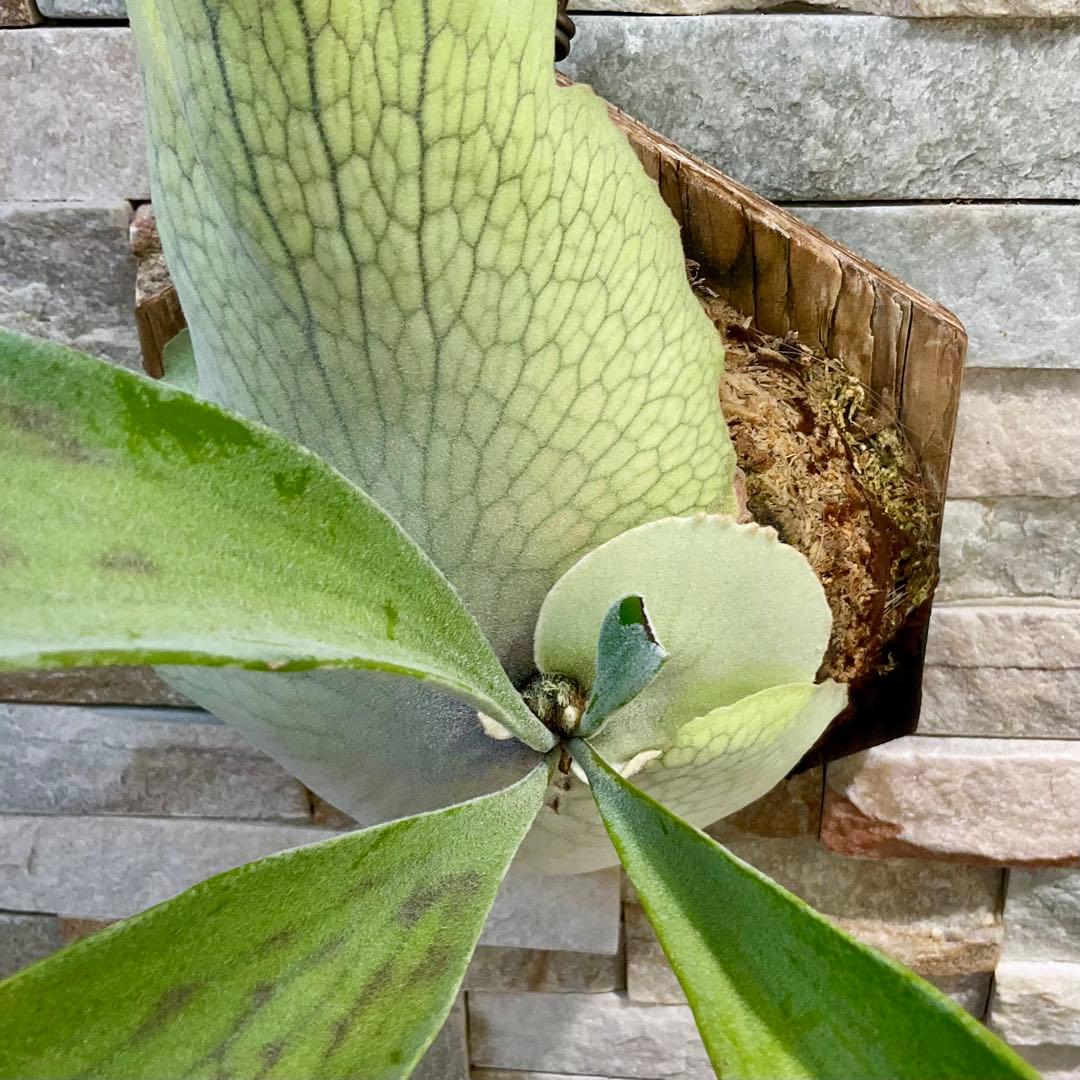 P.veitchii_wild ヴィーチーワイルド◆ ビカクシダ　PUP 子株
