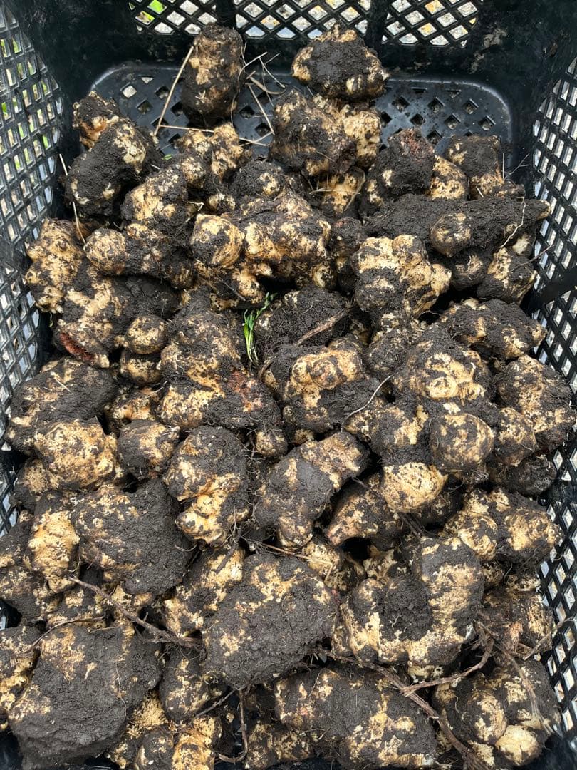 南九州市産　　土付き菊芋　15キロ