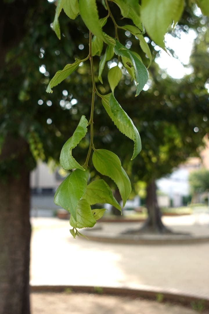 ZV1シューティンググリップキット