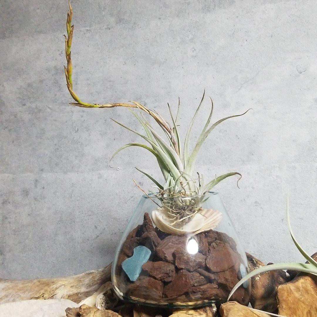 購入不可 チランジア カルビンスキアーナ(クランプ) 初入荷❗