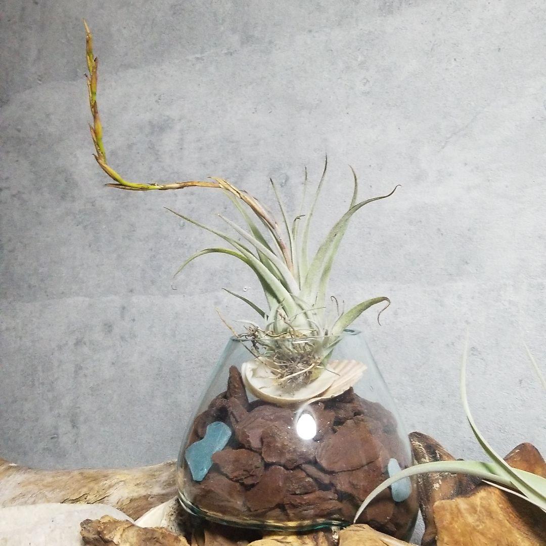 購入不可 チランジア カルビンスキアーナ(クランプ) 初入荷❗