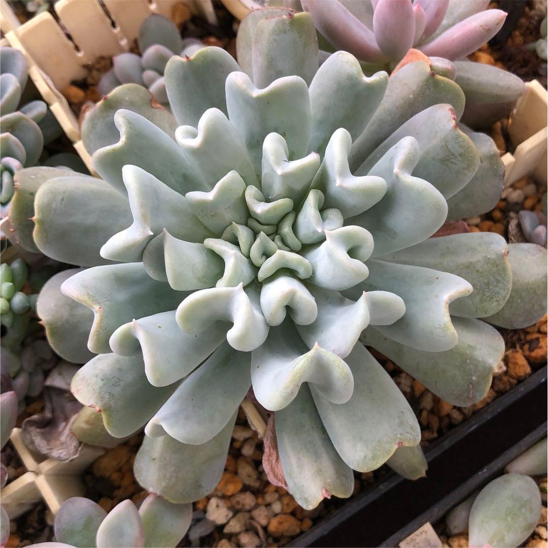 多肉植物^o^  トップシーダビー　超大苗！