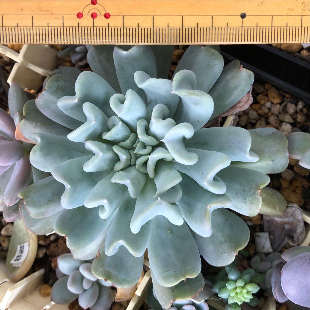 多肉植物^o^  トップシーダビー　超大苗！