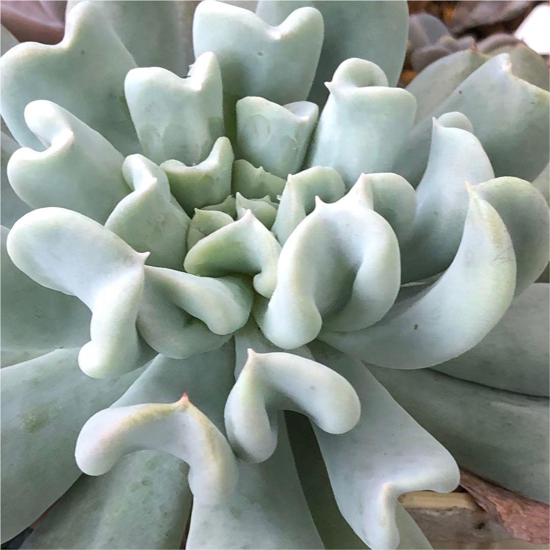 多肉植物^o^  トップシーダビー　超大苗！