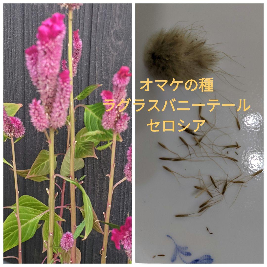 ジューンベリー　種３０粒とオマケの種
