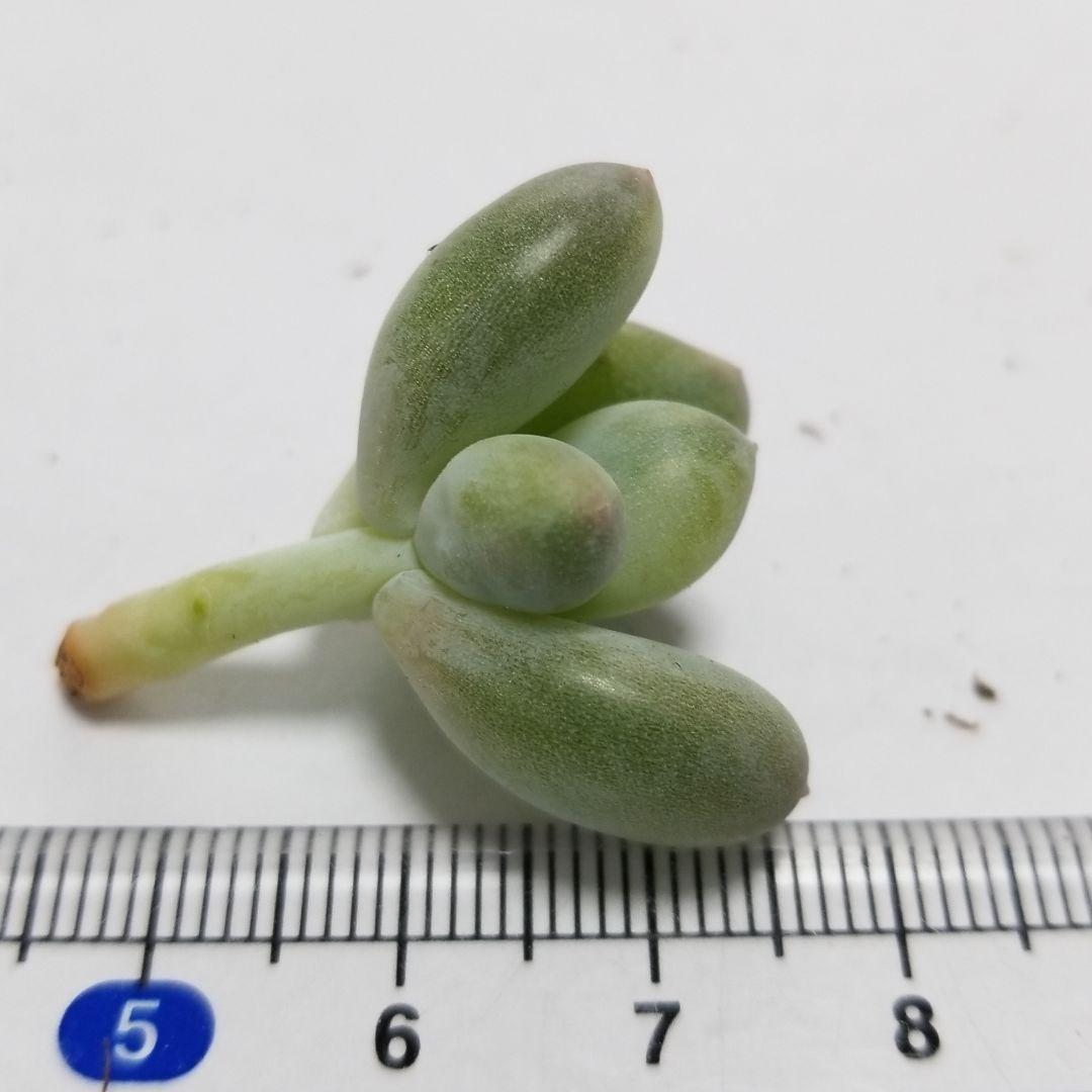 確認用　艶美人錦　多肉植物　パキフィツム