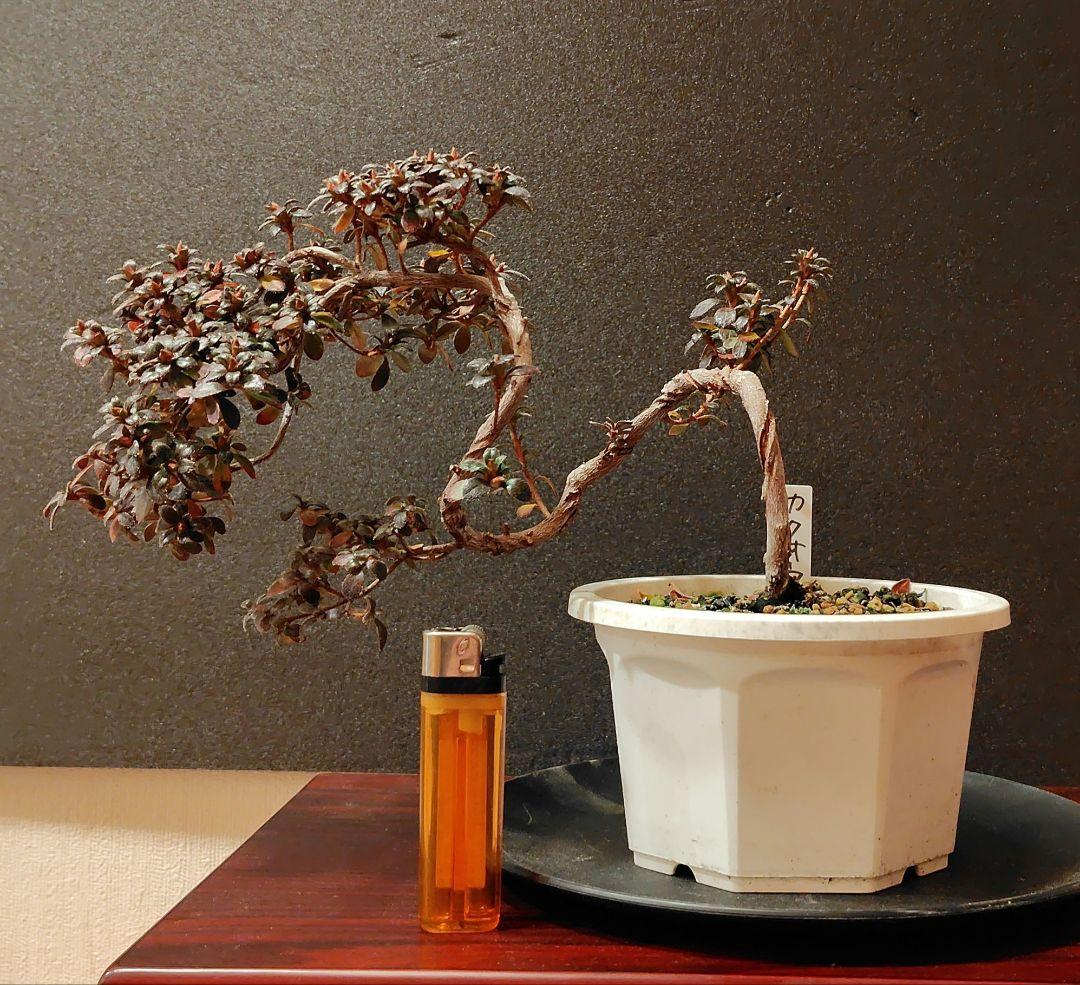 鶴翁皐月素材