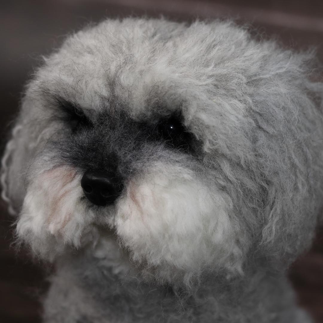 わんたさんさま専用　羊毛フェルト　犬　シュナウザー　Ｌサイズ　オーダー
