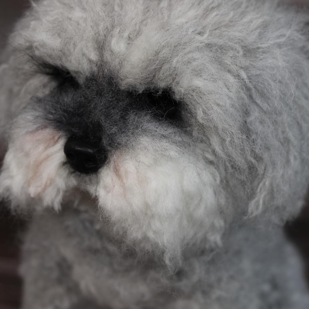 わんたさんさま専用　羊毛フェルト　犬　シュナウザー　Ｌサイズ　オーダー