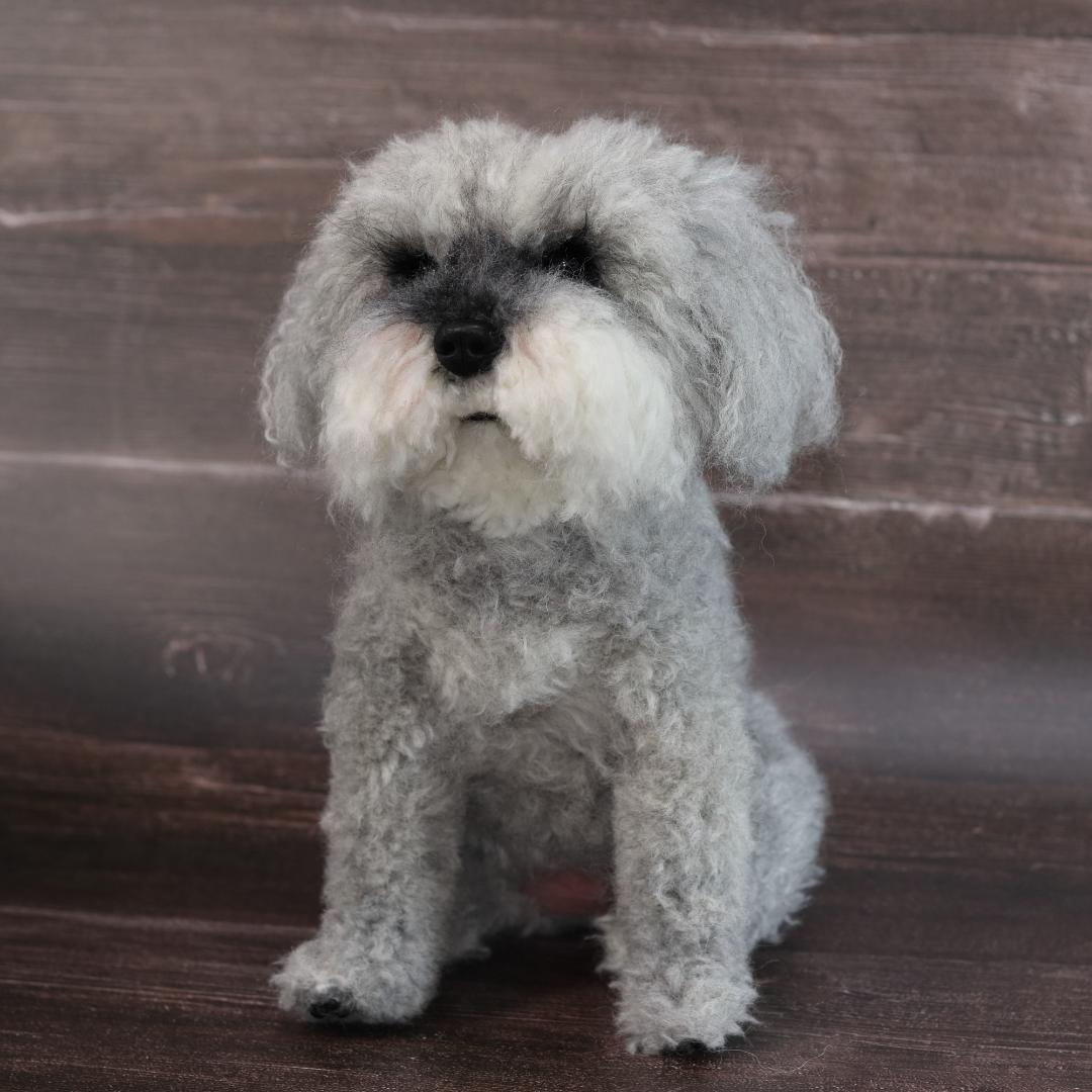 わんたさんさま専用　羊毛フェルト　犬　シュナウザー　Ｌサイズ　オーダー