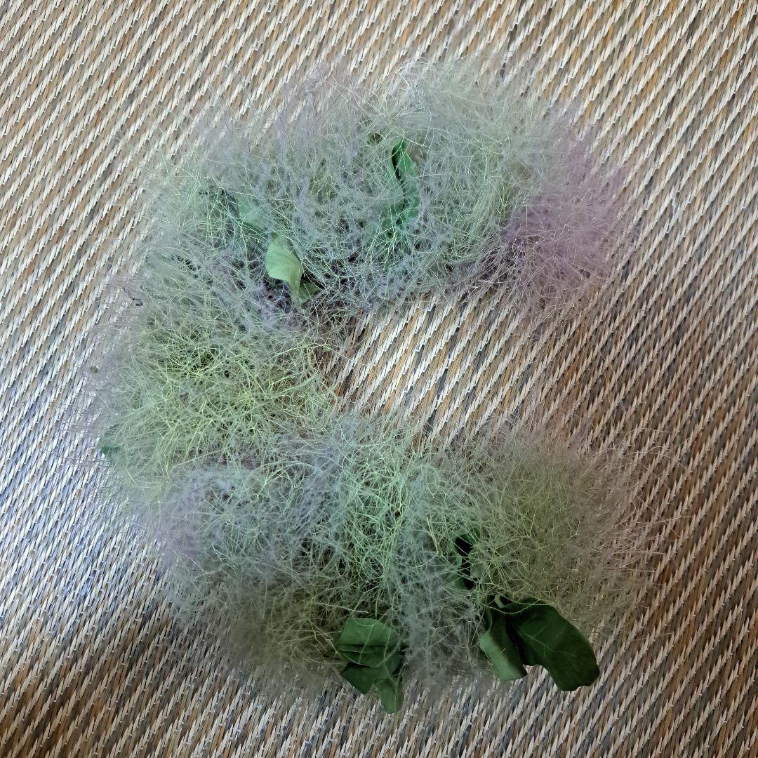 ～初夏～　スモークツリー　リース２