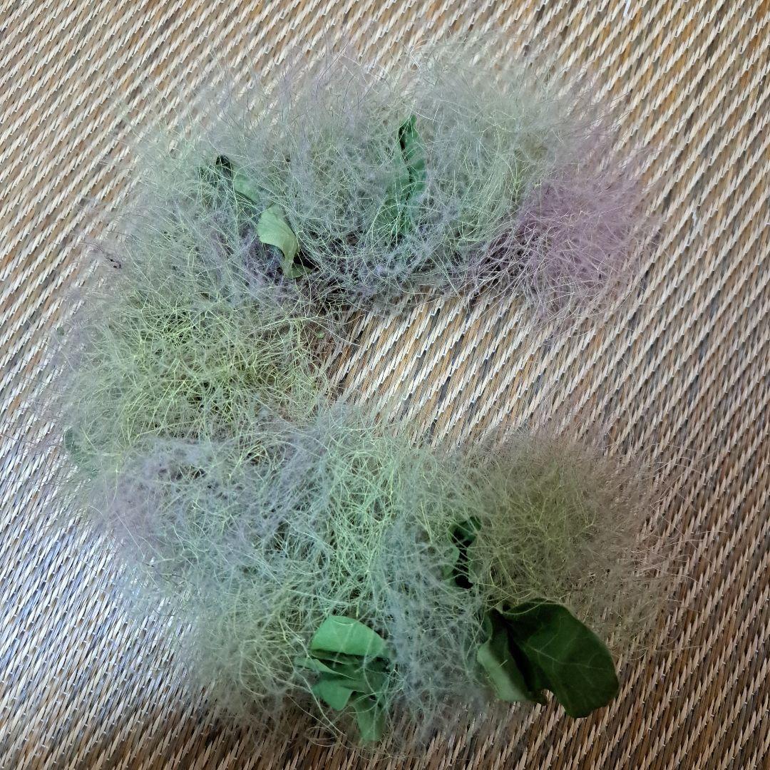 ～初夏～　スモークツリー　リース２