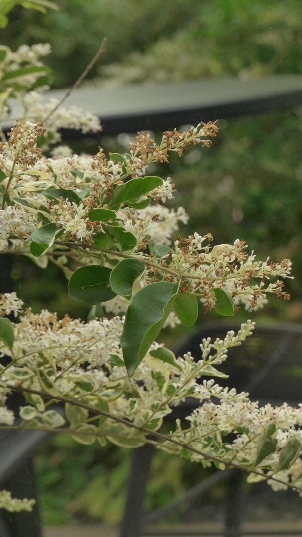 Leica C typ112 ダークレッド ライカ コンパクトデジタルカメラ