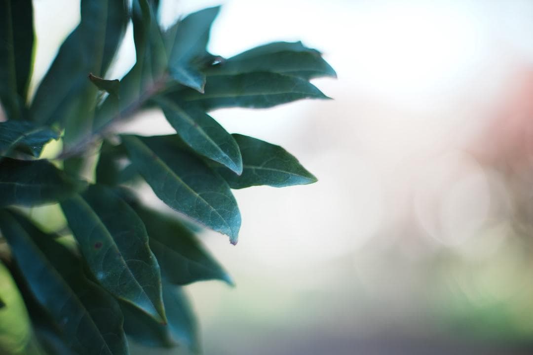 【整備＆テスト】オリンパス G.Zuiko auto 55mm F1.2 975