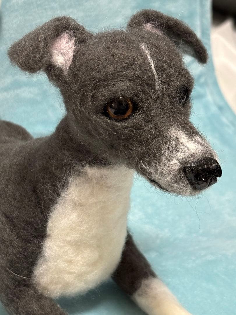 junimama イタリアングレーハウンド イタグレ