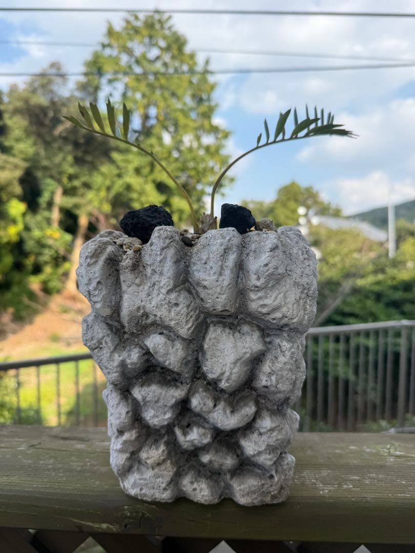 エンセファラルトス・ホリダス Encephalartos horridus