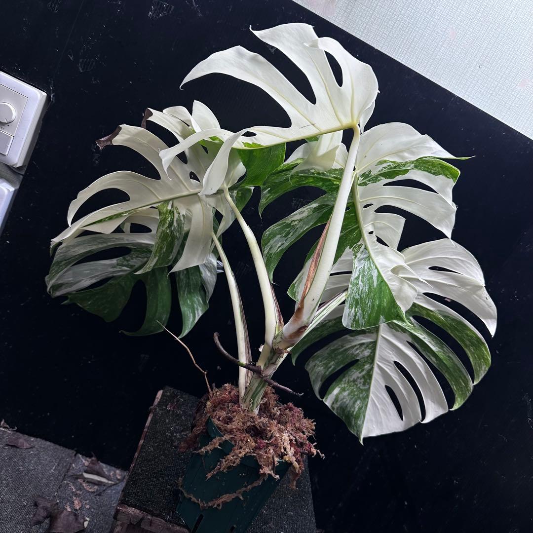斑入りモンステラ ホワイトタイガー極美大株55cm白斑多