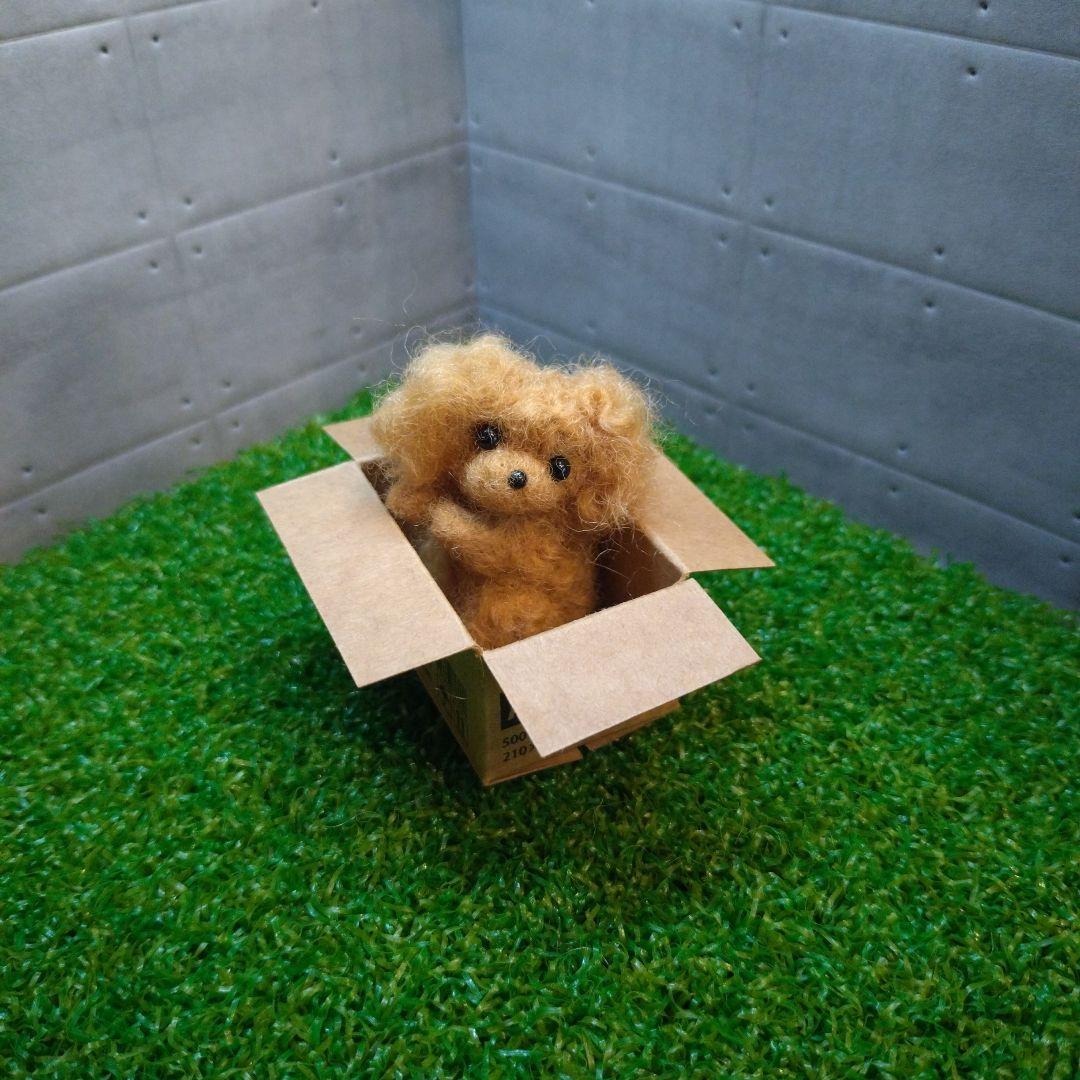 羊毛フェルト トイプードル「箱入り小さなプードルちゃん」
