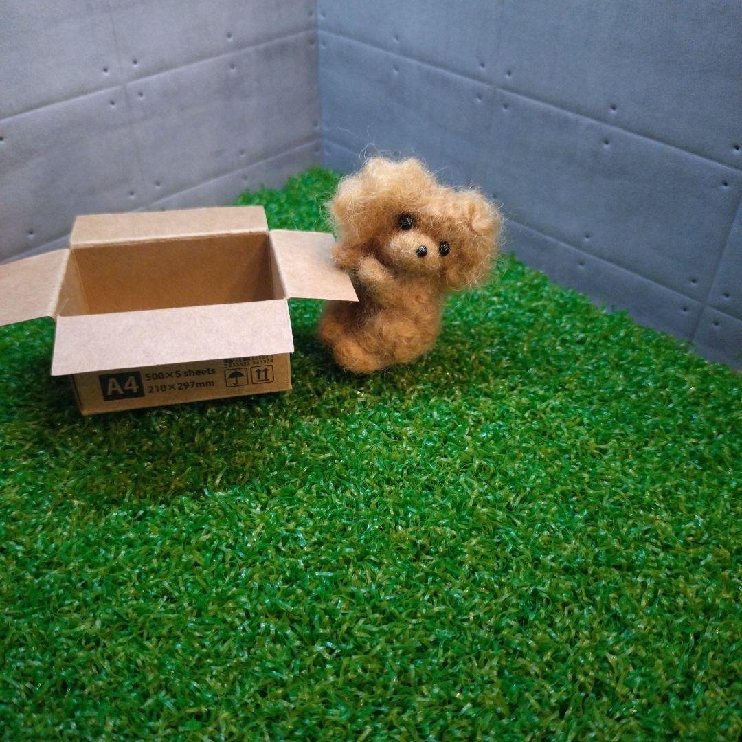 羊毛フェルト トイプードル「箱入り小さなプードルちゃん」